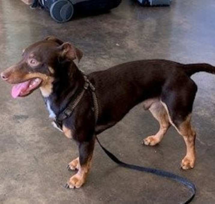 Photo of Brownie
