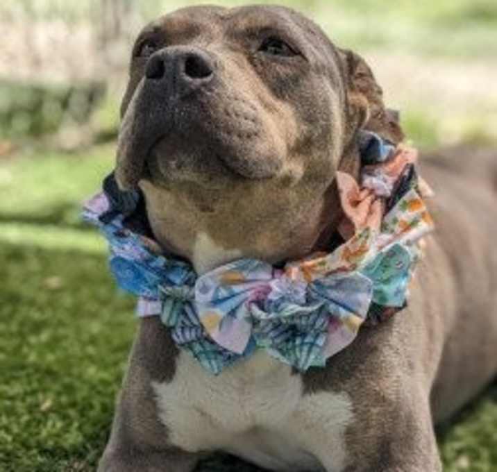Photo of Chula