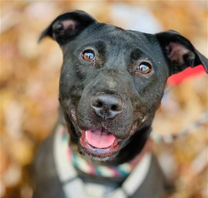 Photo of Sooney *Adopt or Foster*