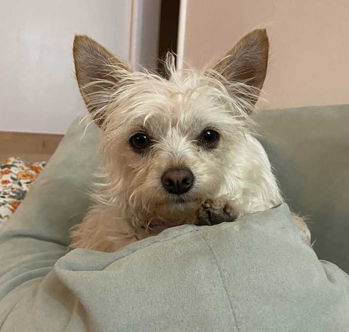 Photo of Gidget