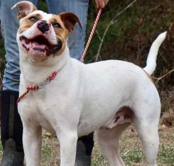 Photo of Tug