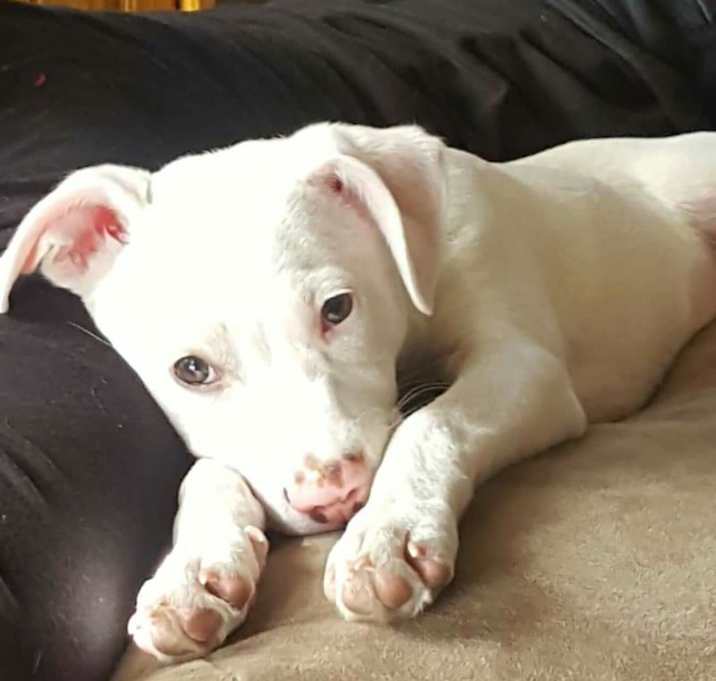Photo of Nala *processing adoption