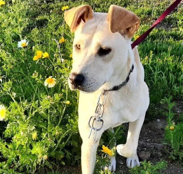 Photo of Luna *processing adoption
