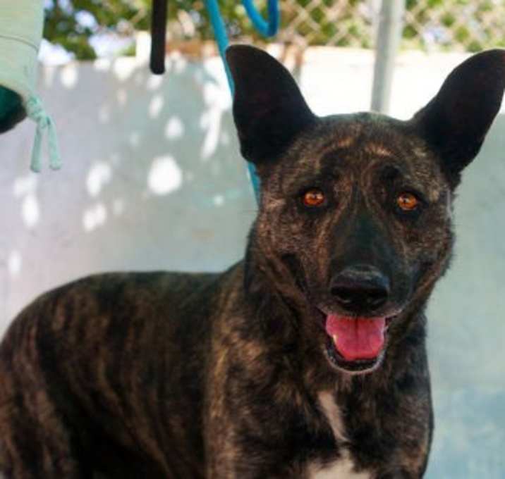 Photo of Cleo-Patra-**INCREDIBLE COMPANION!