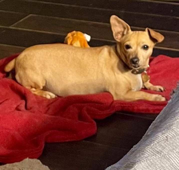 Photo of Nala