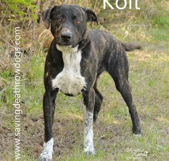 Photo of Kolt