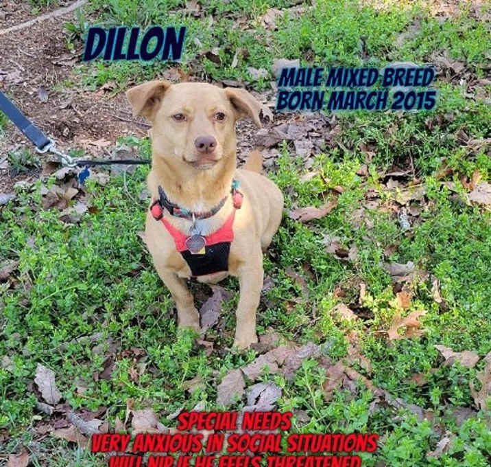 Photo of Dillon