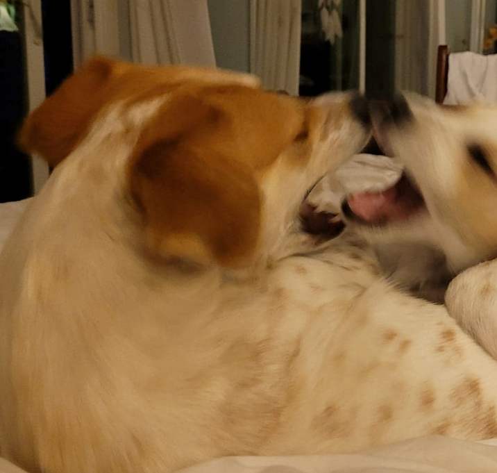 Photo of Pecas - "Pekas"