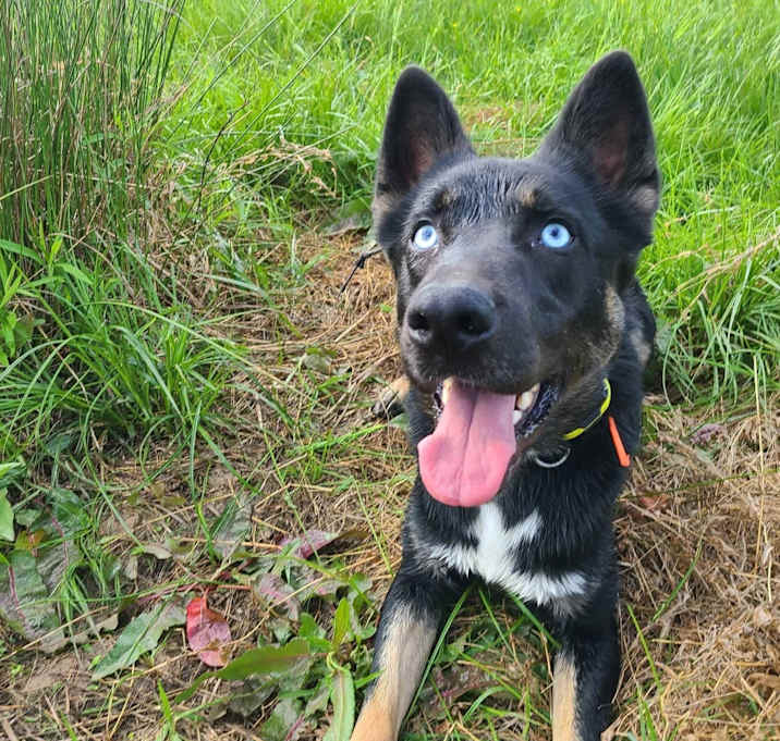 Photo of Scamp
