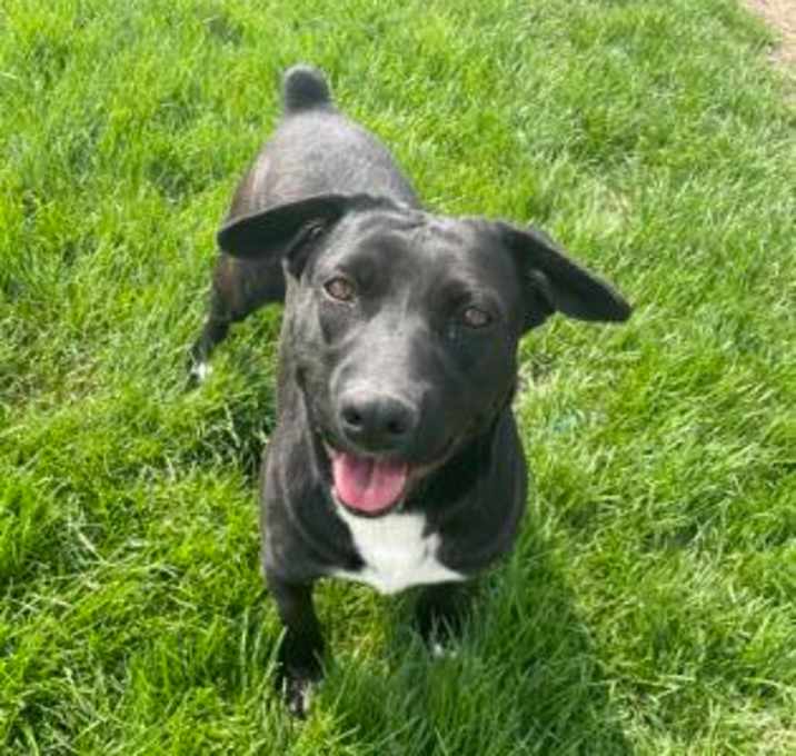 Photo of Onyx