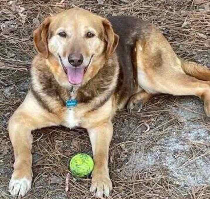 Photo of Snickers