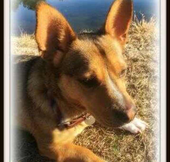 Photo of Scrappy