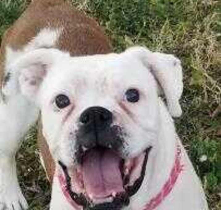 Photo of Lola