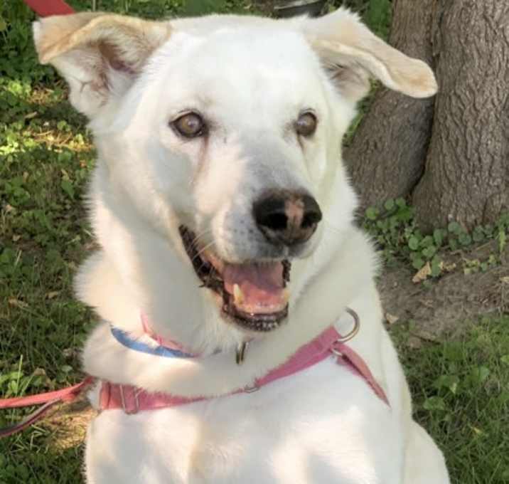 Photo of Willow 2