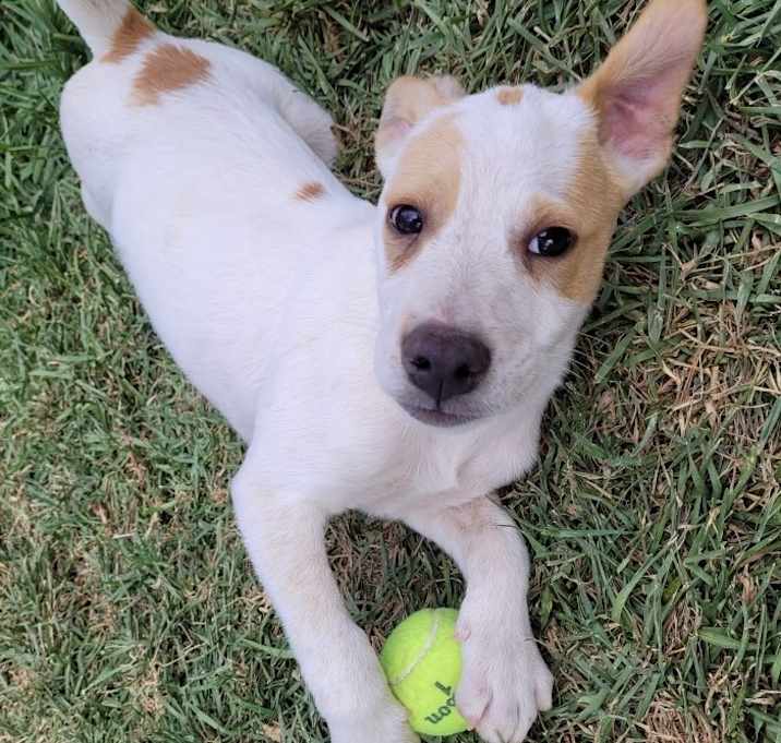 Photo of Little Bill - ADOPTED!!