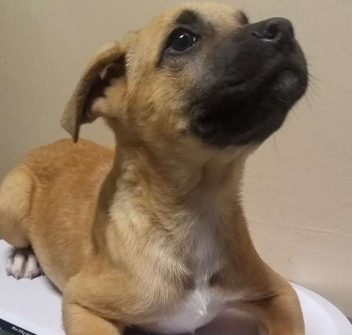 Photo of Dakota - Adopted