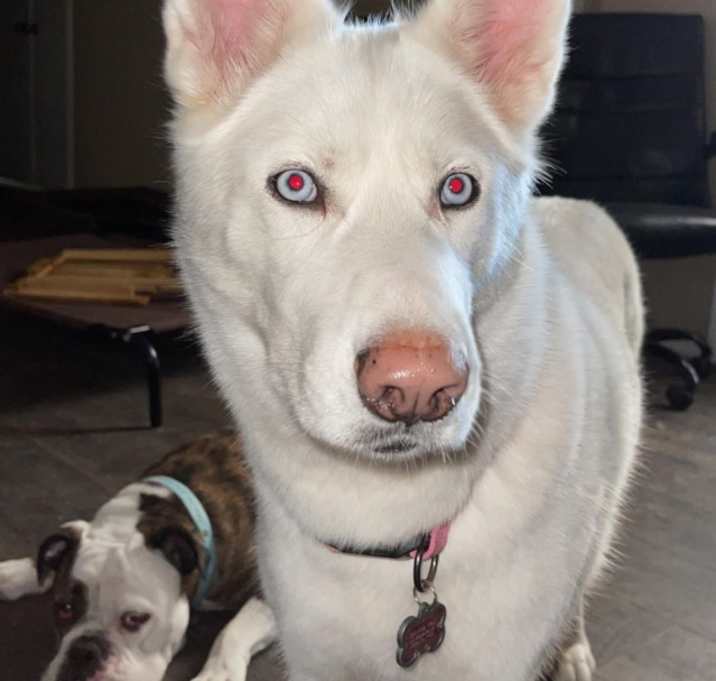 Photo of Luna