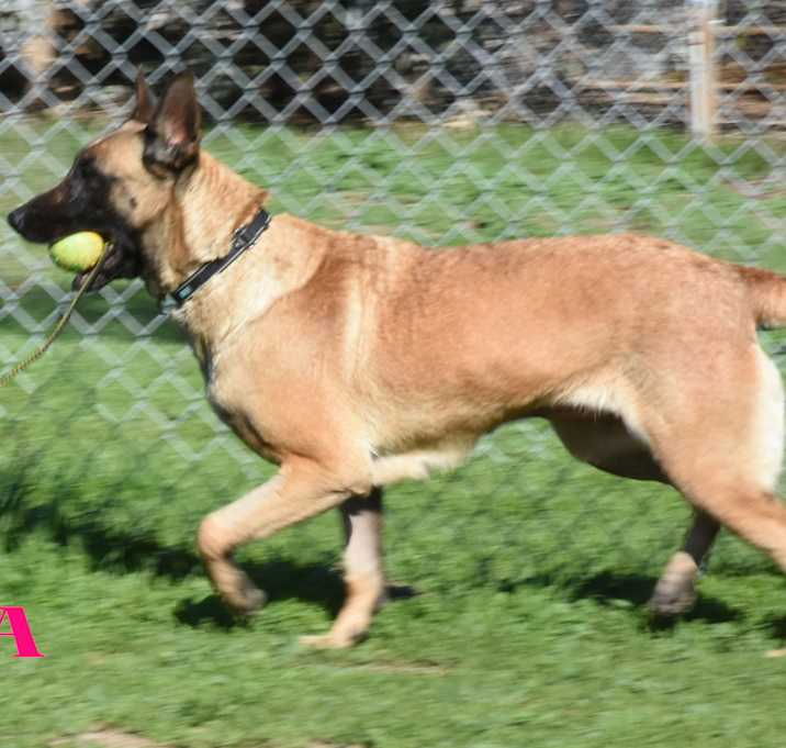 Photo of Bella