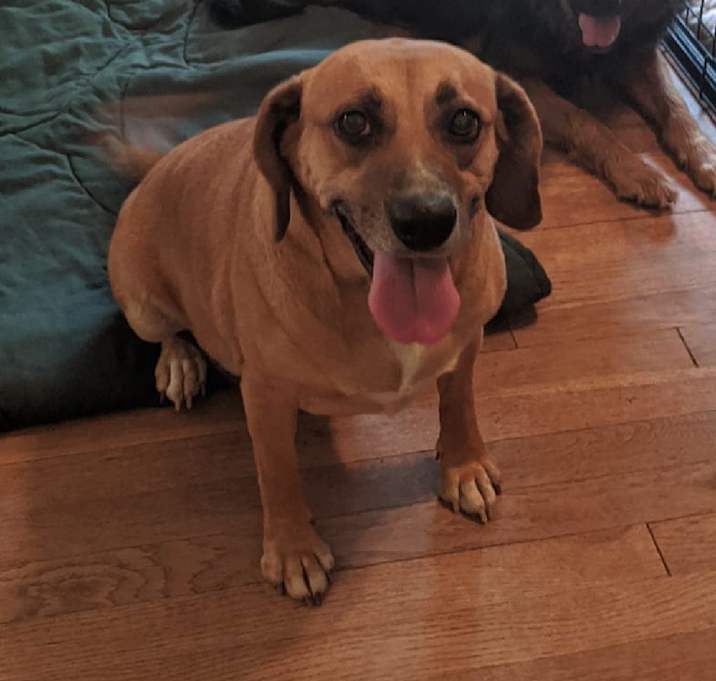Photo of Lacey