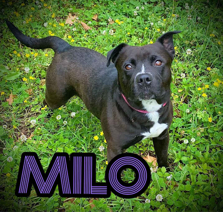 Photo of milo