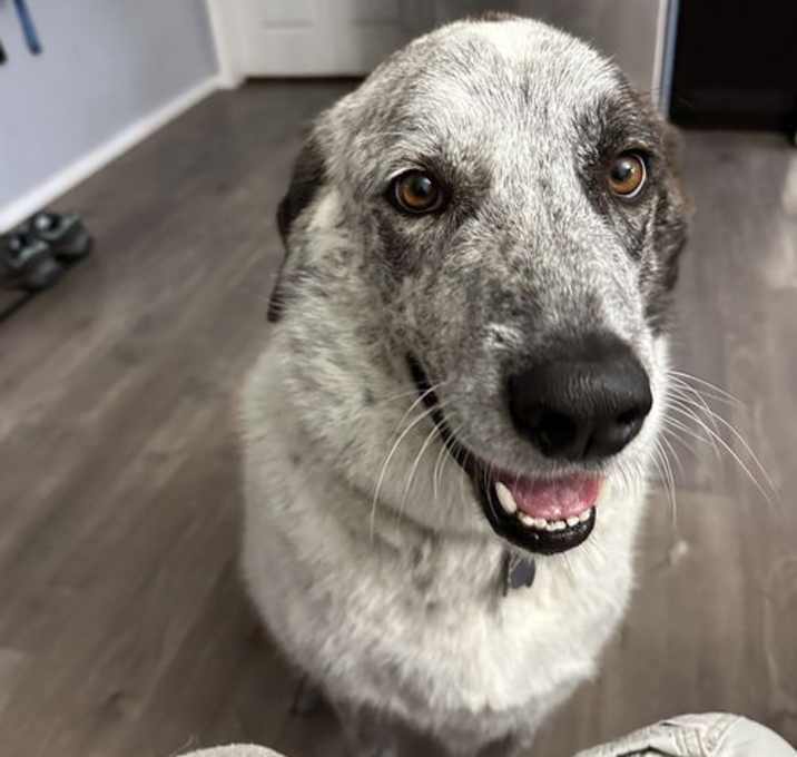 Photo of Bolt