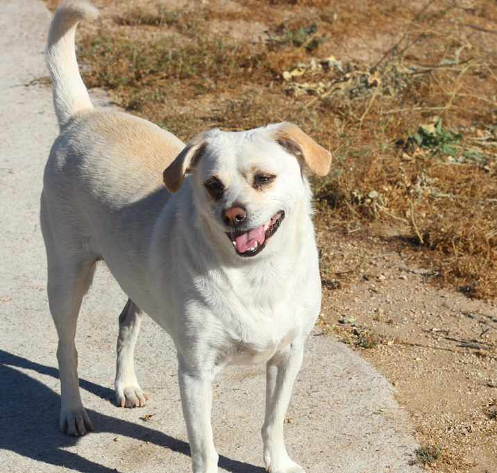 Photo of Russo