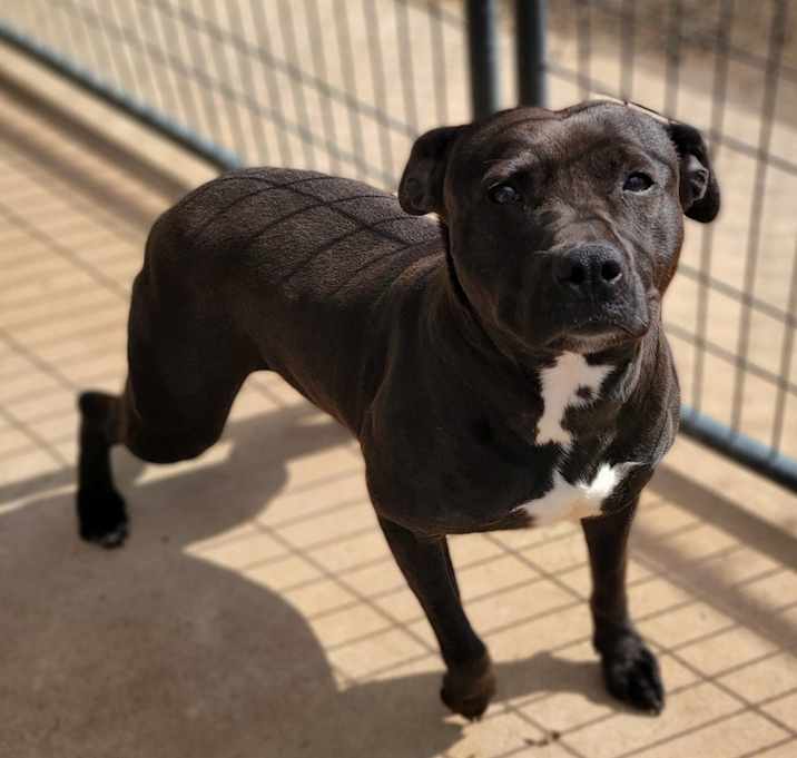 Photo of Mocha