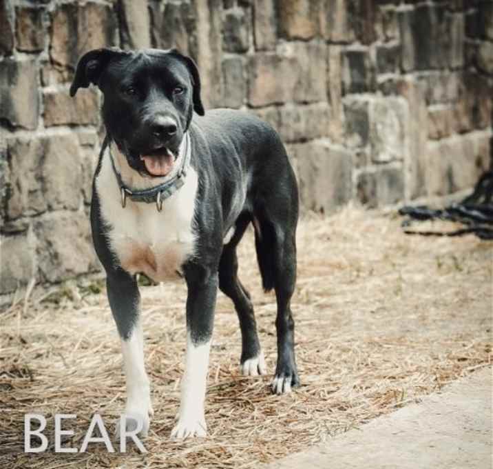 Photo of Bear