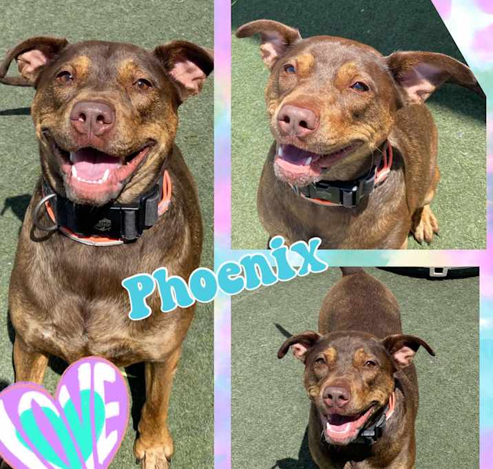 Photo of Phoenix