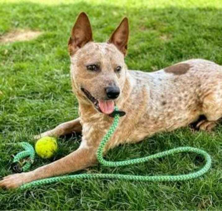 Photo of Bandit