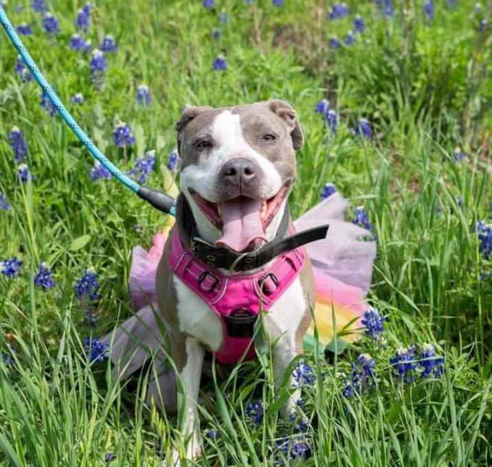 Photo of Diva