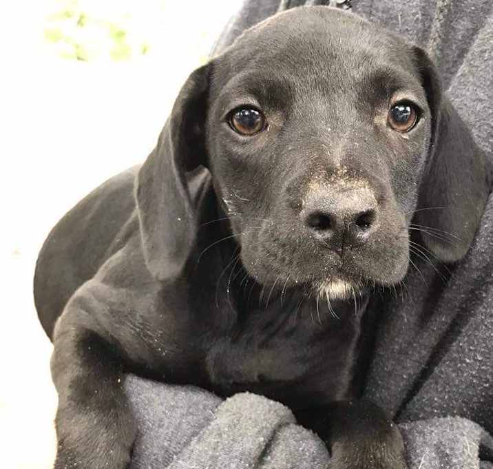 Photo of BECCA-ADOPTION PENDING