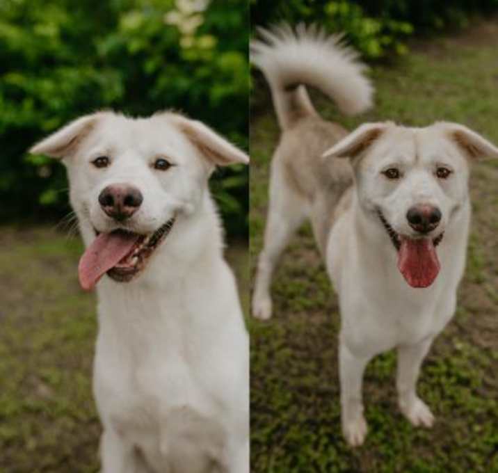 Photo of Shasta