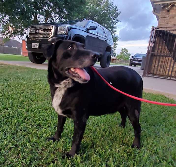 Photo of BANDIT