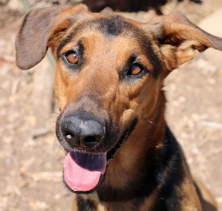 Photo of Chevy