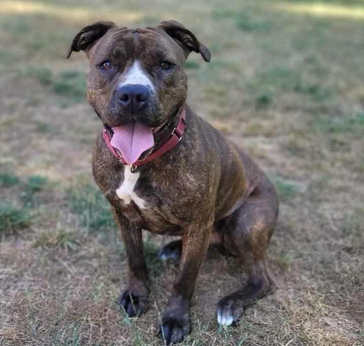 Photo of Callie