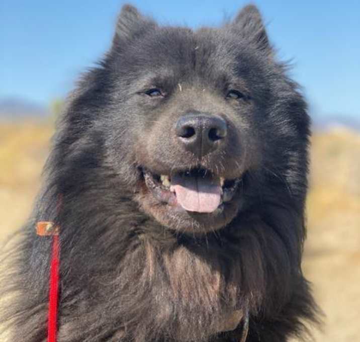 Photo of Smokey