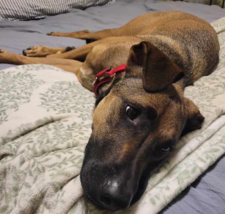 Photo of Sheba