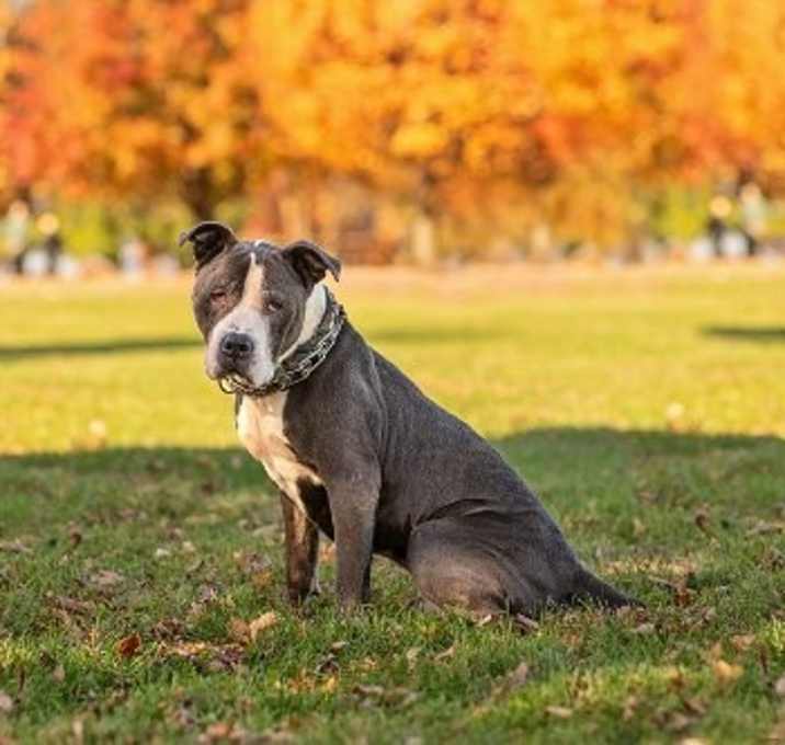 Photo of Rocky *foster needed*