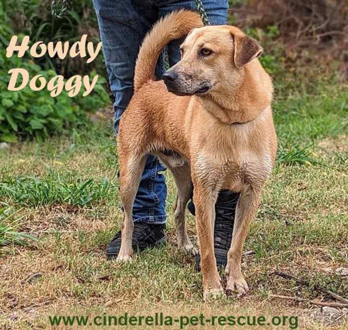 Photo of Howdy Doggy