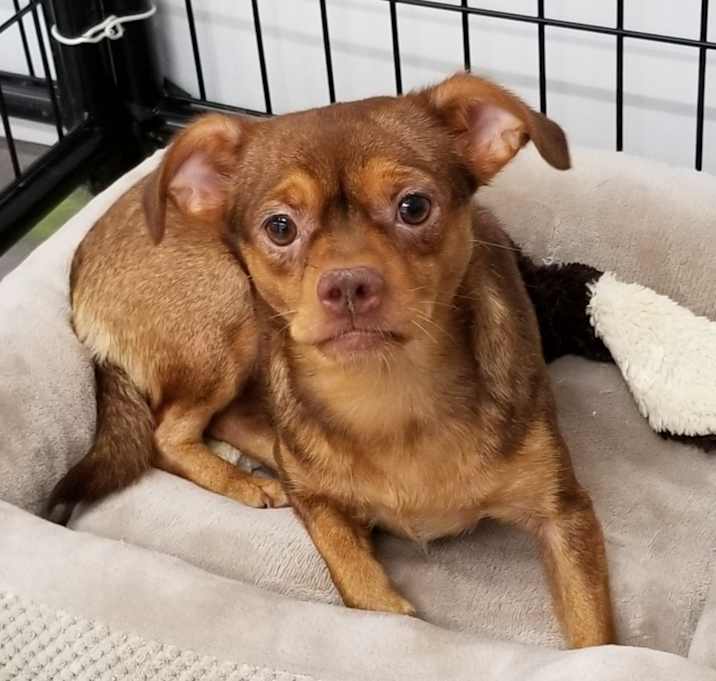 Photo of Pixie