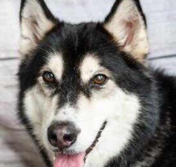 Photo of Onyx