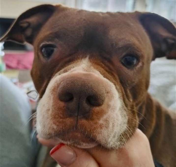 Photo of Jessie Girl
