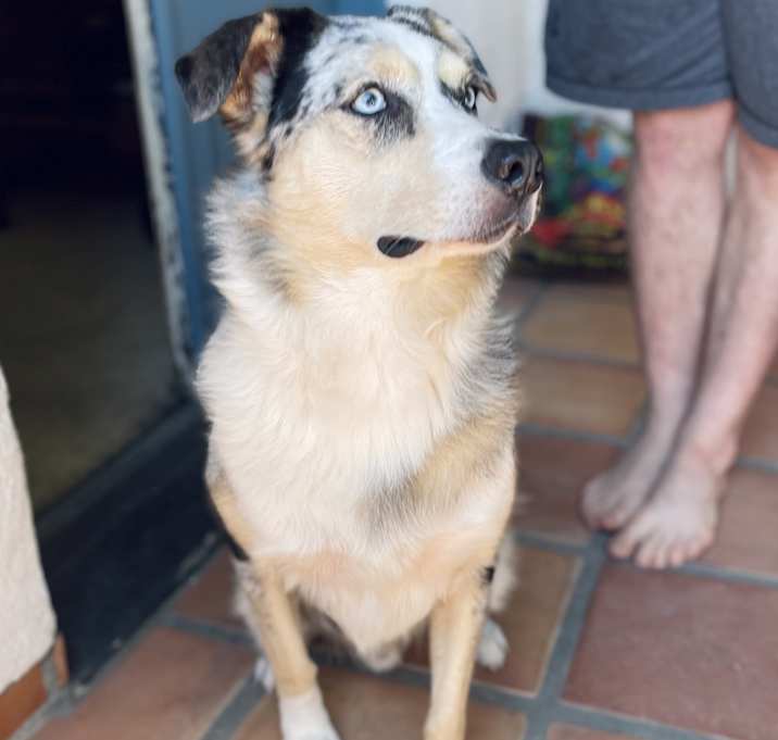 Photo of Watson