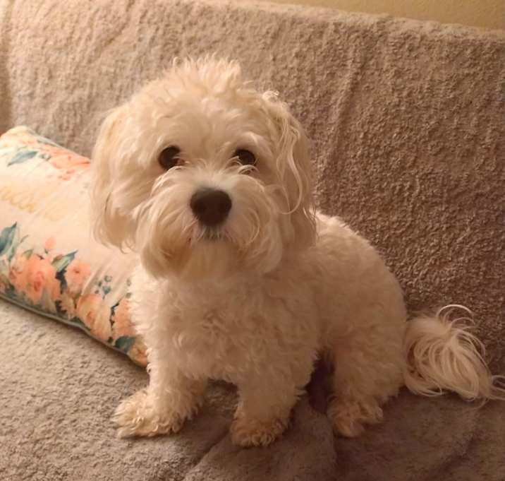 Photo of Buddy