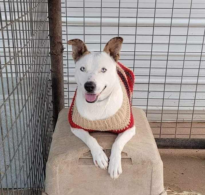 Photo of Bouncy