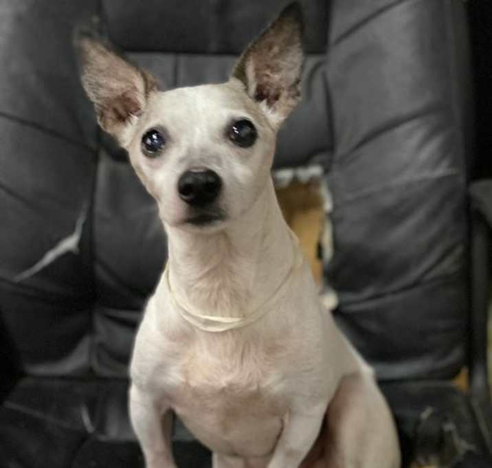 Photo of Grumpy / Toby ~