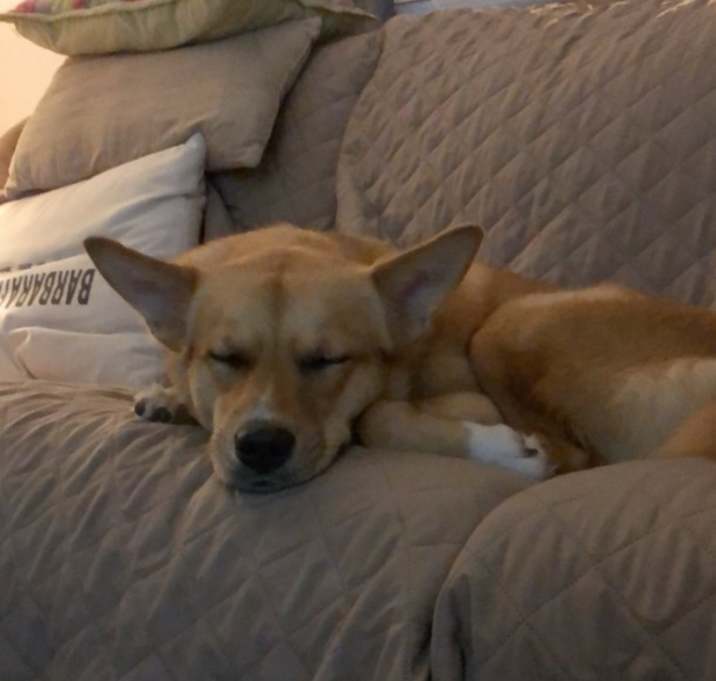 Photo of Riley