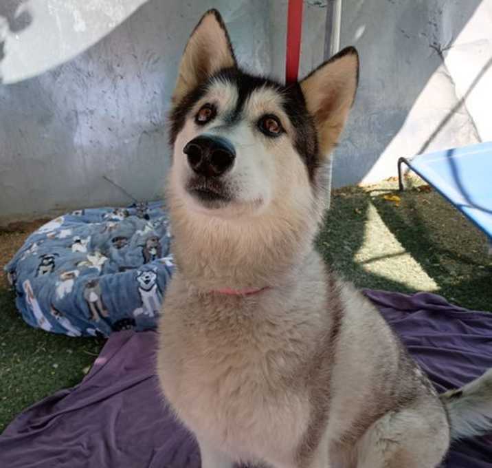 Photo of Sheba aka Chinook-ADOPTED 3/25