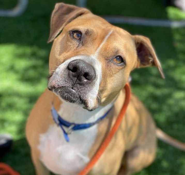 Photo of Ginger - I Need A Foster!